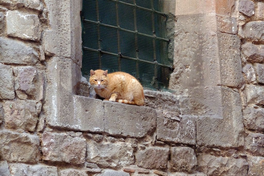 Déménager en Espagne avec son chien ou son chat : comment les aider à s’adapter 1 el jardinet dels gats