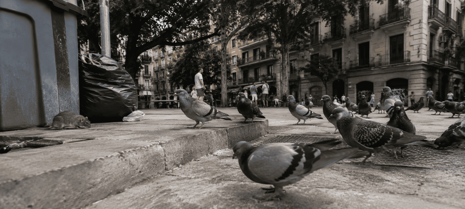pigeons espagne