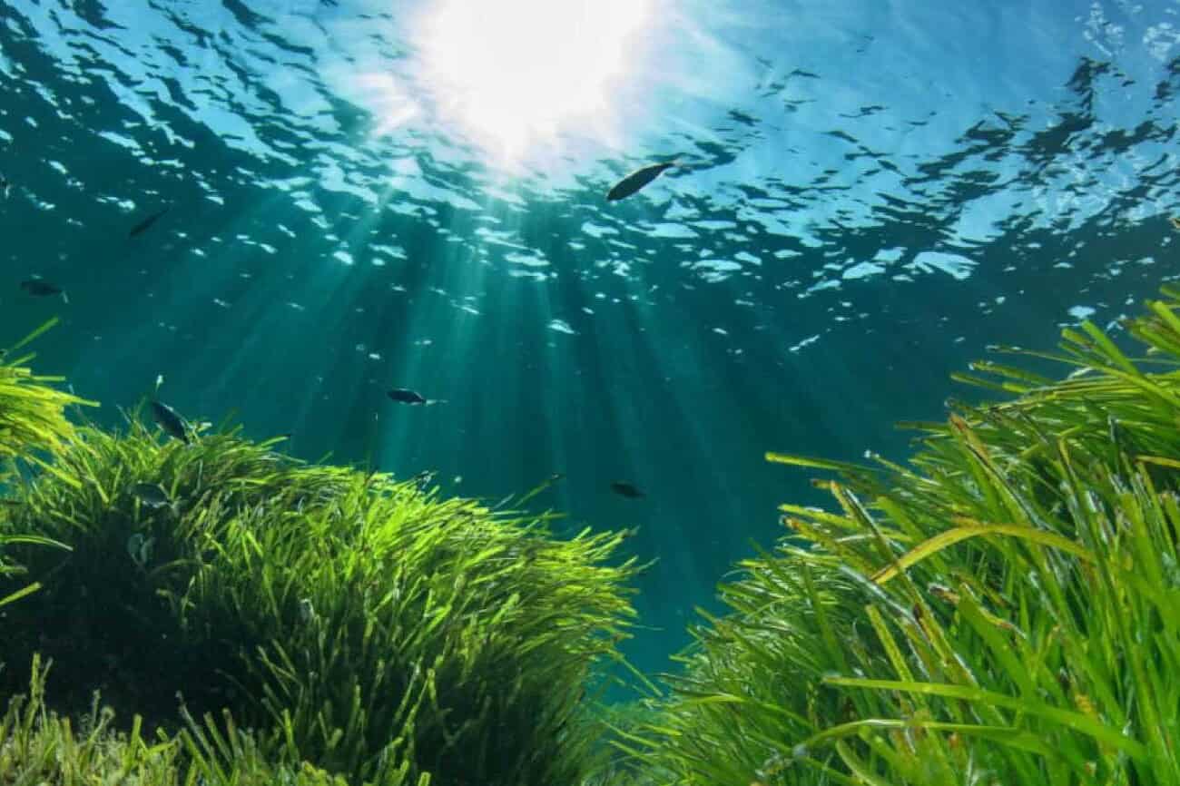 Le poumon vert de la Méditerranée menacé par la chaleur 2 mer